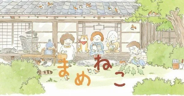 豆猫